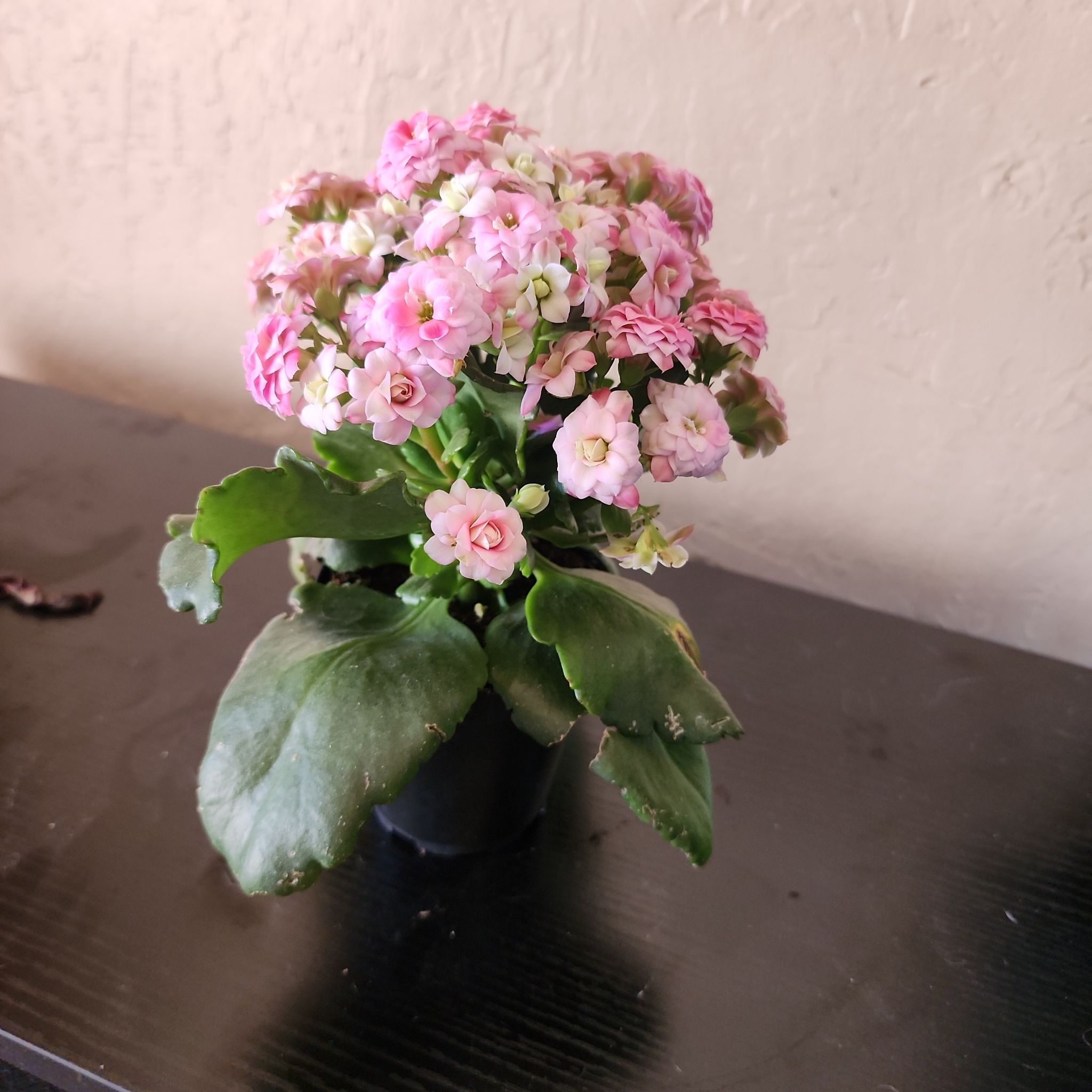 Photo of the plant species Kalanchoe blossfeldiana 'Red' by @HunkyPōhutukawa named Stella on Greg, the plant care app