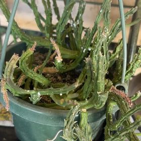 Photo of the plant species Stapelia Planiflora Jacq. by @FullWhitedyckia named Denali on Greg, the plant care app