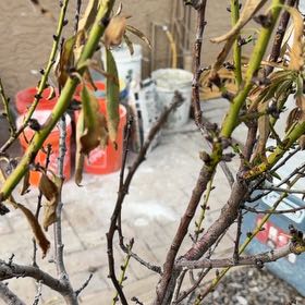 Photo of the plant species almond tree by @FullWhitedyckia named ChloroPhil on Greg, the plant care app
