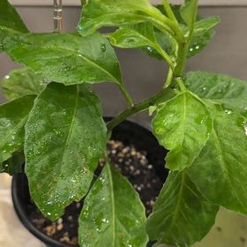 Photo of the plant species Longevity Spinach by @YokeWingfern64 named Rainier on Greg, the plant care app