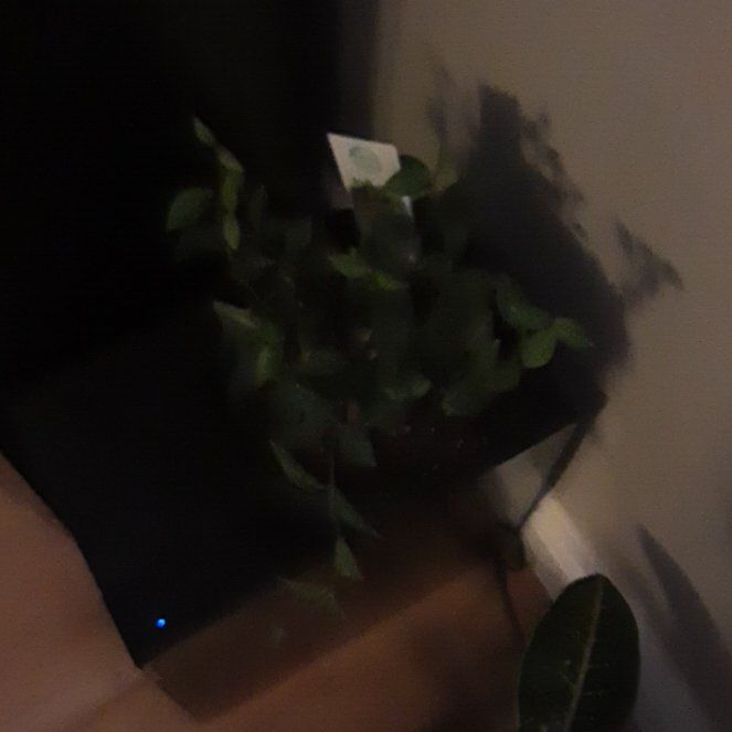 Photo of the plant species Caper Spurge by @ZanyHappybean8 named Sigmund on Greg, the plant care app