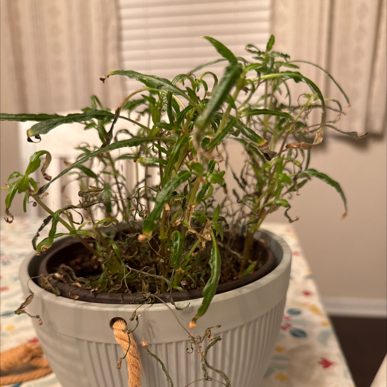 Photo of the plant species Dragon Tongue Bush Bean by @HumbleAnise76 named ChloroPhil on Greg, the plant care app