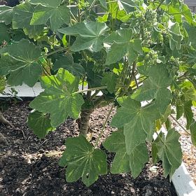 Photo of the plant species Tree Mallow by @RulerAzureaster named Sigmund on Greg, the plant care app