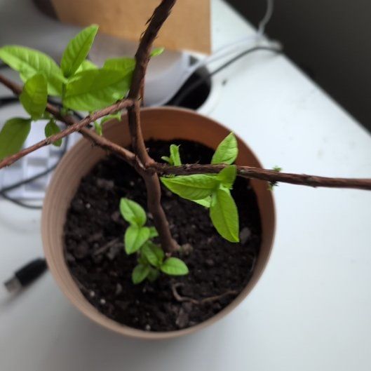 Photo of the plant species Lemon Guava by @GnarlyBeebalm42 named Fernie Mac on Greg, the plant care app