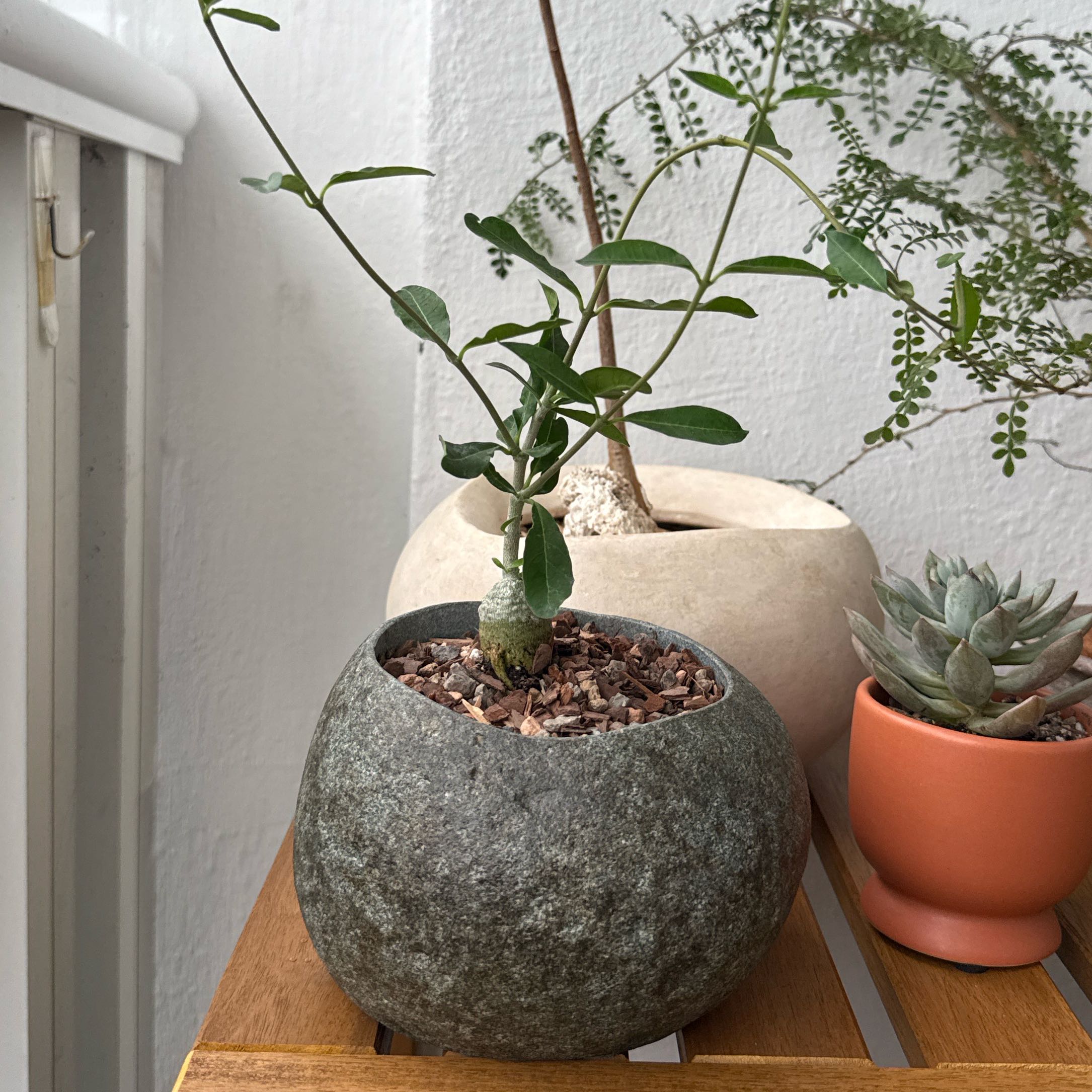 Photo of the plant species Fockea Edulis by @GemPuka62 named James Dean on Greg, the plant care app