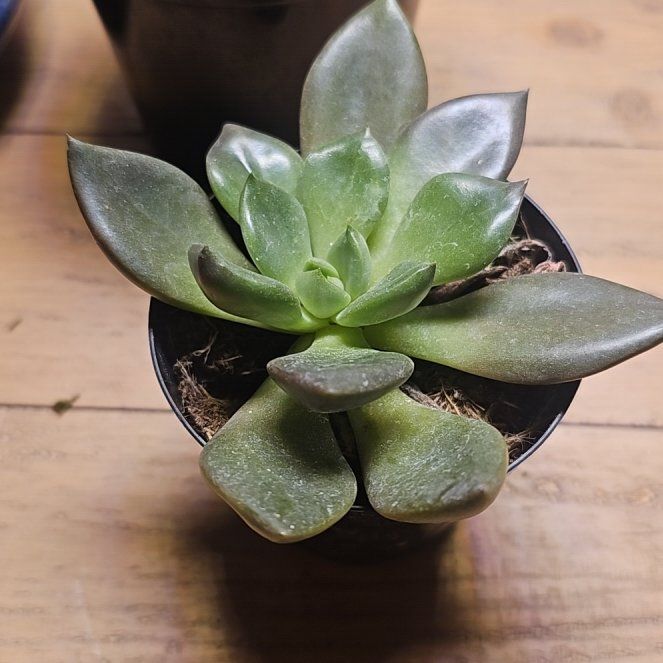 Photo of the plant species Graptoveria 'Juliana' by @PoetBushhoya99 named Darwin on Greg, the plant care app
