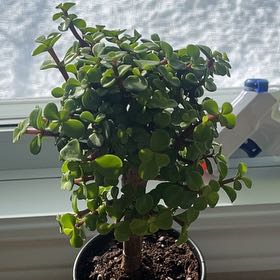 Photo of the plant species Dwarf Jade Plant 'Minima Lilliput' by @UberSidercactus named Adam on Greg, the plant care app
