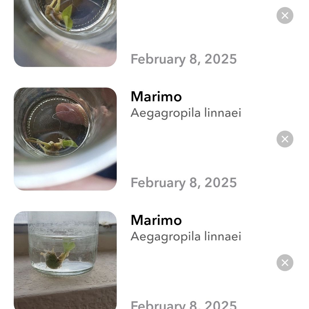 Photo of the plant species Zamicro ZZ Plant by @PoetKaraka36 named Bodhi on Greg, the plant care app
