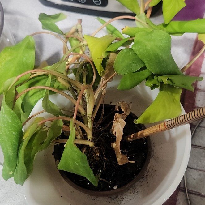 Photo of the plant species Philodendron 'Green Goddess' by @UberTurkshead64 named Zeus on Greg, the plant care app