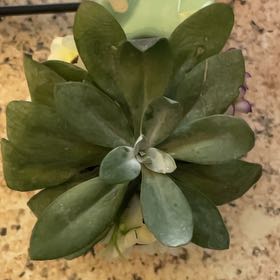 Photo of the plant species Mountain Fire Senecio by @PureGoldensedum named Nithin on Greg, the plant care app