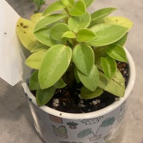 Daphne