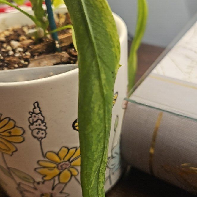 Photo of the plant species Variegated Anthurium Vittarifolium by @PeacefulQuenepa named Luna on Greg, the plant care app