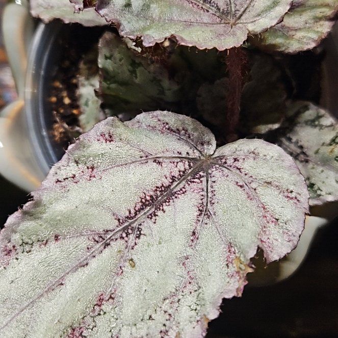 Photo of the plant species Painted-leaf Begonia by @PeacefulQuenepa named Abba on Greg, the plant care app
