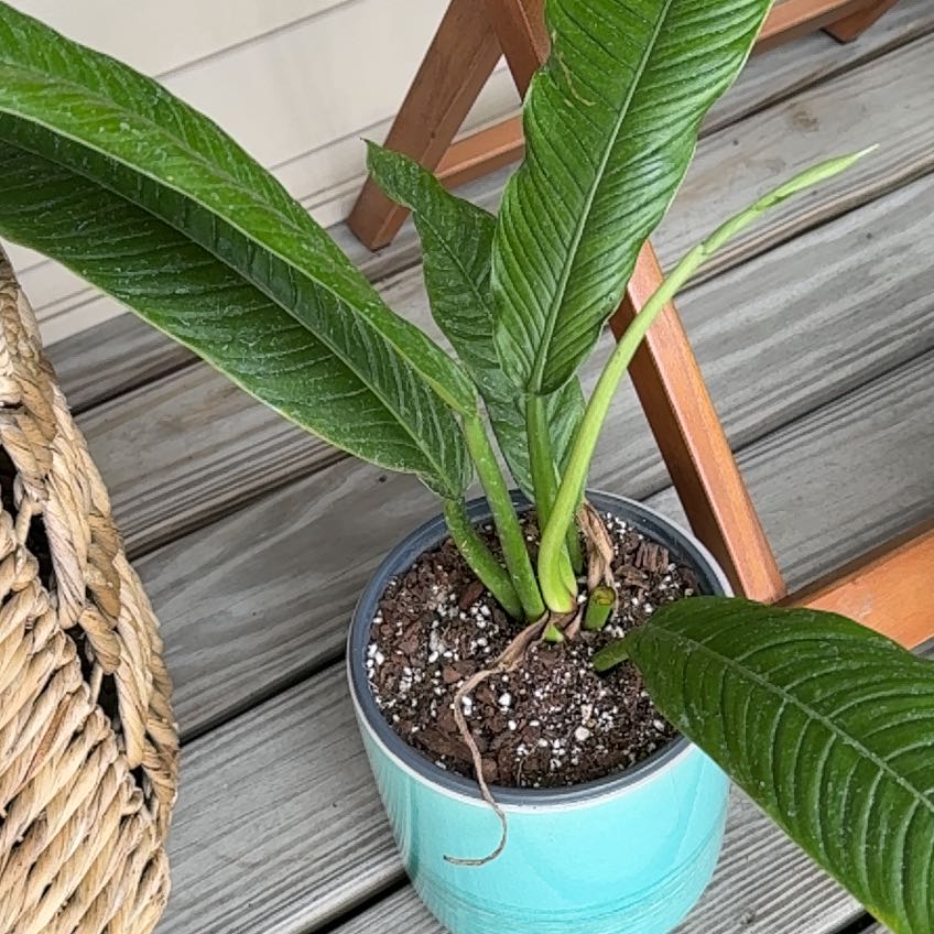 Photo of the plant species Philodendron campii by @TimmerAnn1002 named Capri on Greg, the plant care app