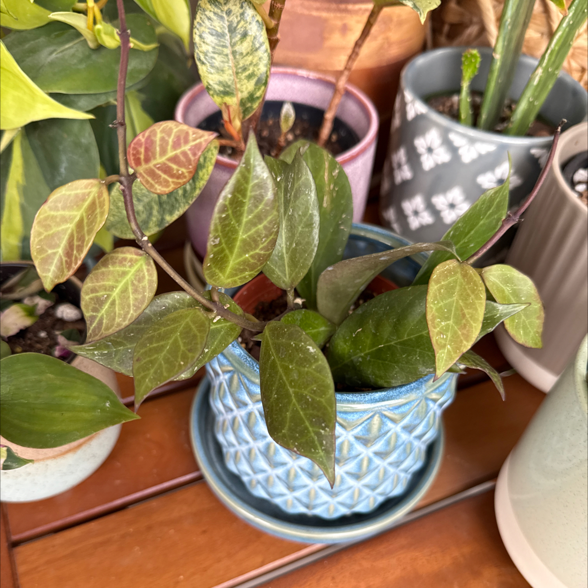 Photo of the plant species hoya potsii by @TimmerAnn1002 named Cleopatra on Greg, the plant care app