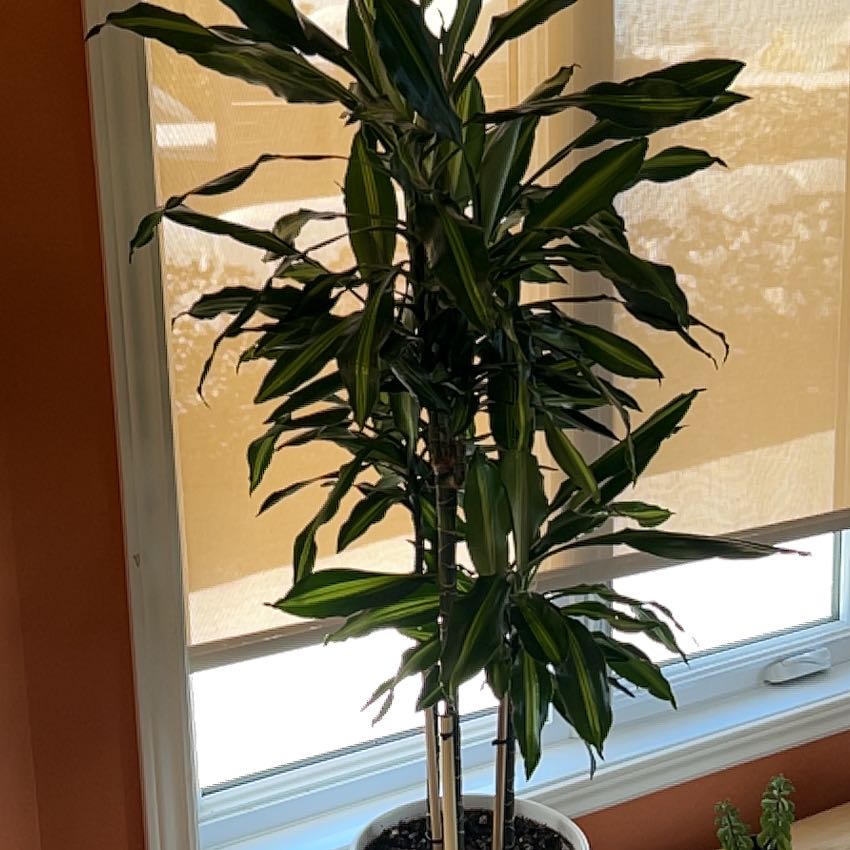 Photo of the plant species Hawaiian Dragon Tree by @HotSaguaro77 named Dax on Greg, the plant care app