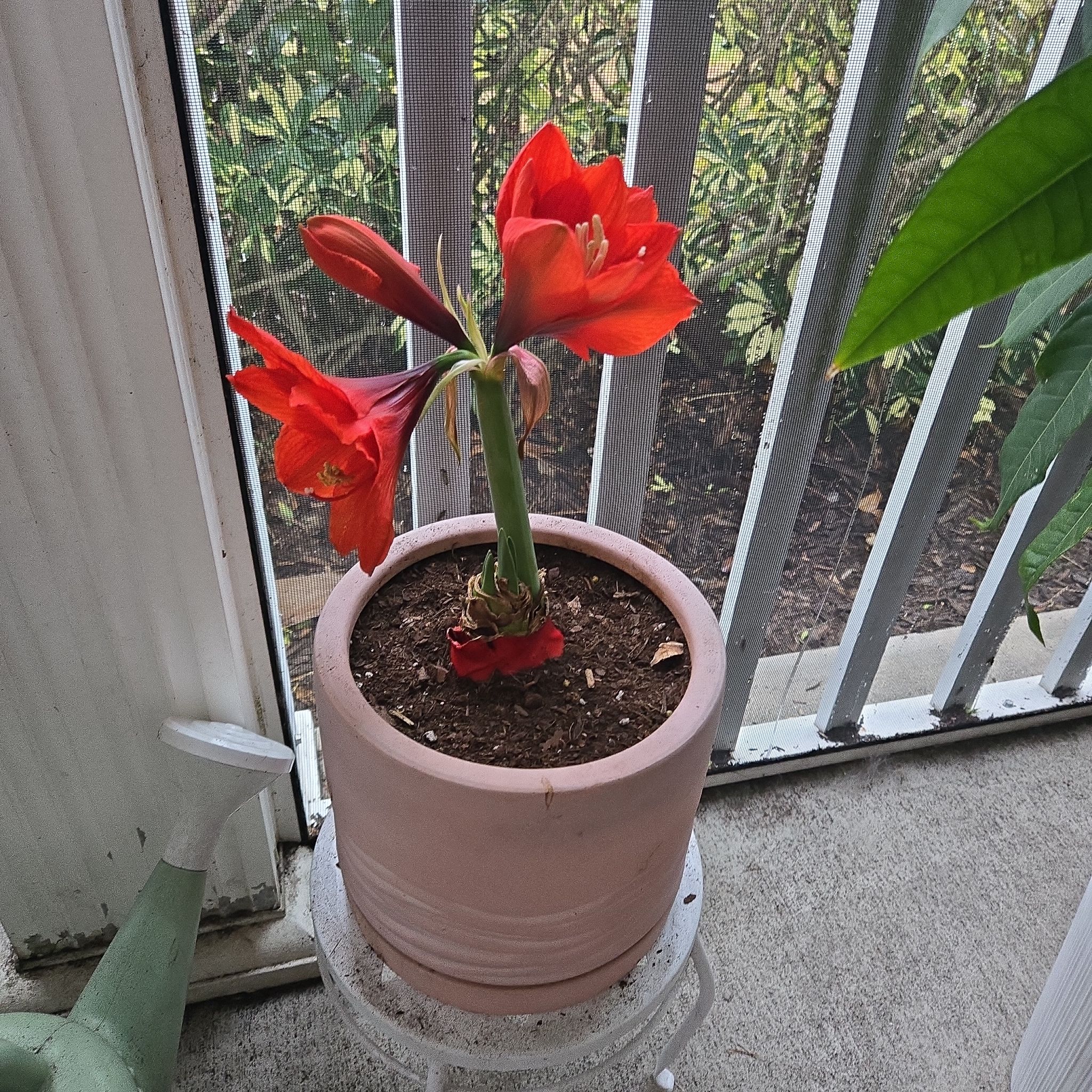 Photo of the plant species Giant Amaryllis by @ThatGreenWitch named Cleopatra on Greg, the plant care app