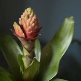 Photo of the plant species Guzmania by @VaultingPokaka named Naomi on Greg, the plant care app