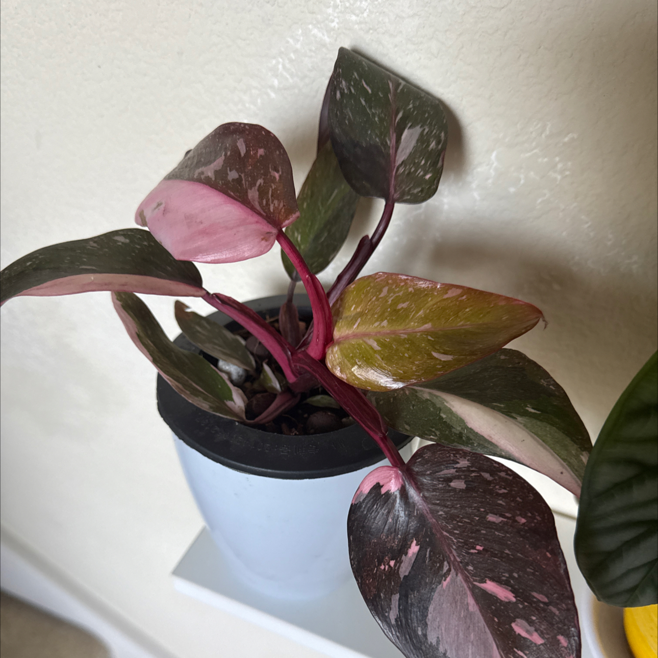 Photo of the plant species pink princess marble galaxy by @Lululoohoo named Bella on Greg, the plant care app