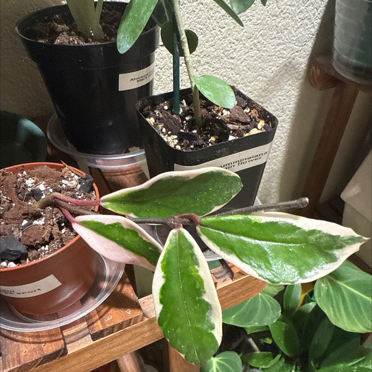 Photo of the plant species Wax Plant by @Lululoohoo named Kobe on Greg, the plant care app