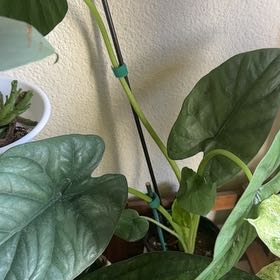 Photo of the plant species Alocasia Lukiwan by @Lululoohoo named Sanders on Greg, the plant care app