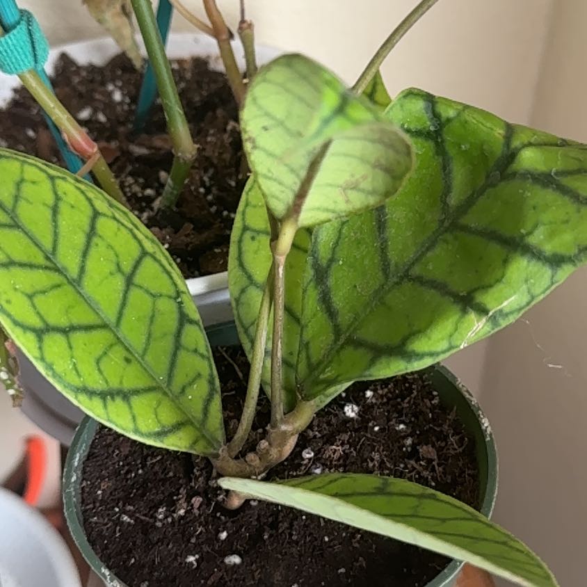 Photo of the plant species Hoya kalimantan by @Lululoohoo named Girlfrond on Greg, the plant care app