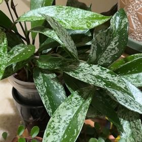 Photo of the plant species Hoya Red Buttons by @Lululoohoo named Oscar on Greg, the plant care app