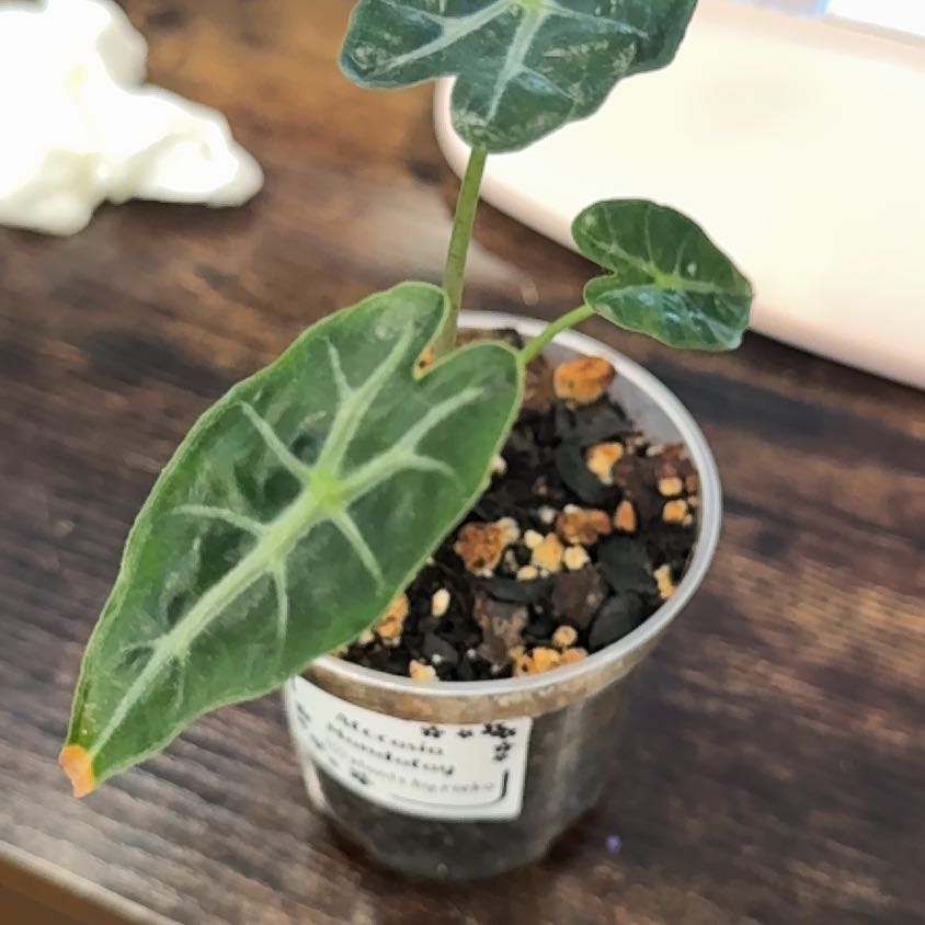 Photo of the plant species Alocasia 'Mandalay' by @Lululoohoo named Clooney on Greg, the plant care app