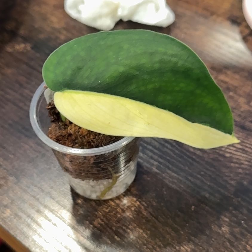 Photo of the plant species Sterling Silver by @Lululoohoo named Beyonce on Greg, the plant care app