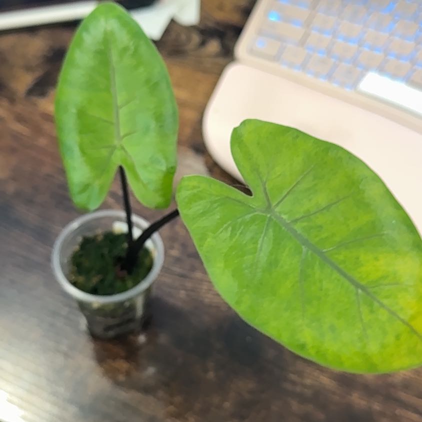 Photo of the plant species Alocasia Black Stem Variegated by @Lululoohoo named Muhammad Ali on Greg, the plant care app
