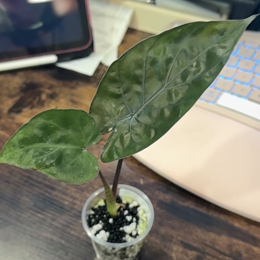 Photo of the plant species Alocasia Metalhead by @Lululoohoo named Aria on Greg, the plant care app