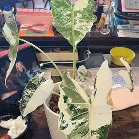 Photo of the plant species Alocadia Frydek Aurea by @Lululoohoo named Bodhi on Greg, the plant care app