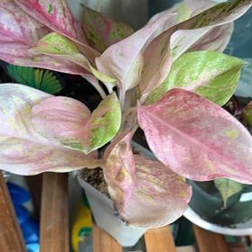 Photo of the plant species Aglaonema by @Lululoohoo named Tree Diddy on Greg, the plant care app