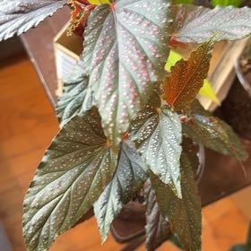 Photo of the plant species Pink mink begonia by @Lululoohoo named Harry on Greg, the plant care app