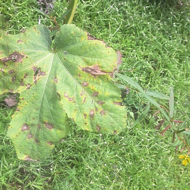 Photo of the plant species Eltrot by @HappyCacaotree named Stella on Greg, the plant care app