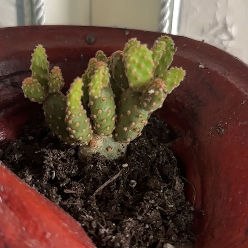 Photo of the plant species Santa Rita Prickly Pear 'Album' by @IconCoralvine named Morgan Treeman on Greg, the plant care app