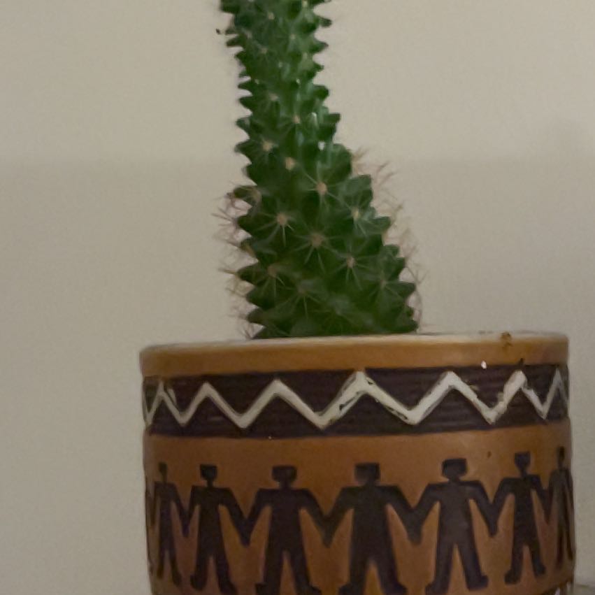 Photo of the plant species Pincushion cactus by @MoodyManatee named Anne on Greg, the plant care app