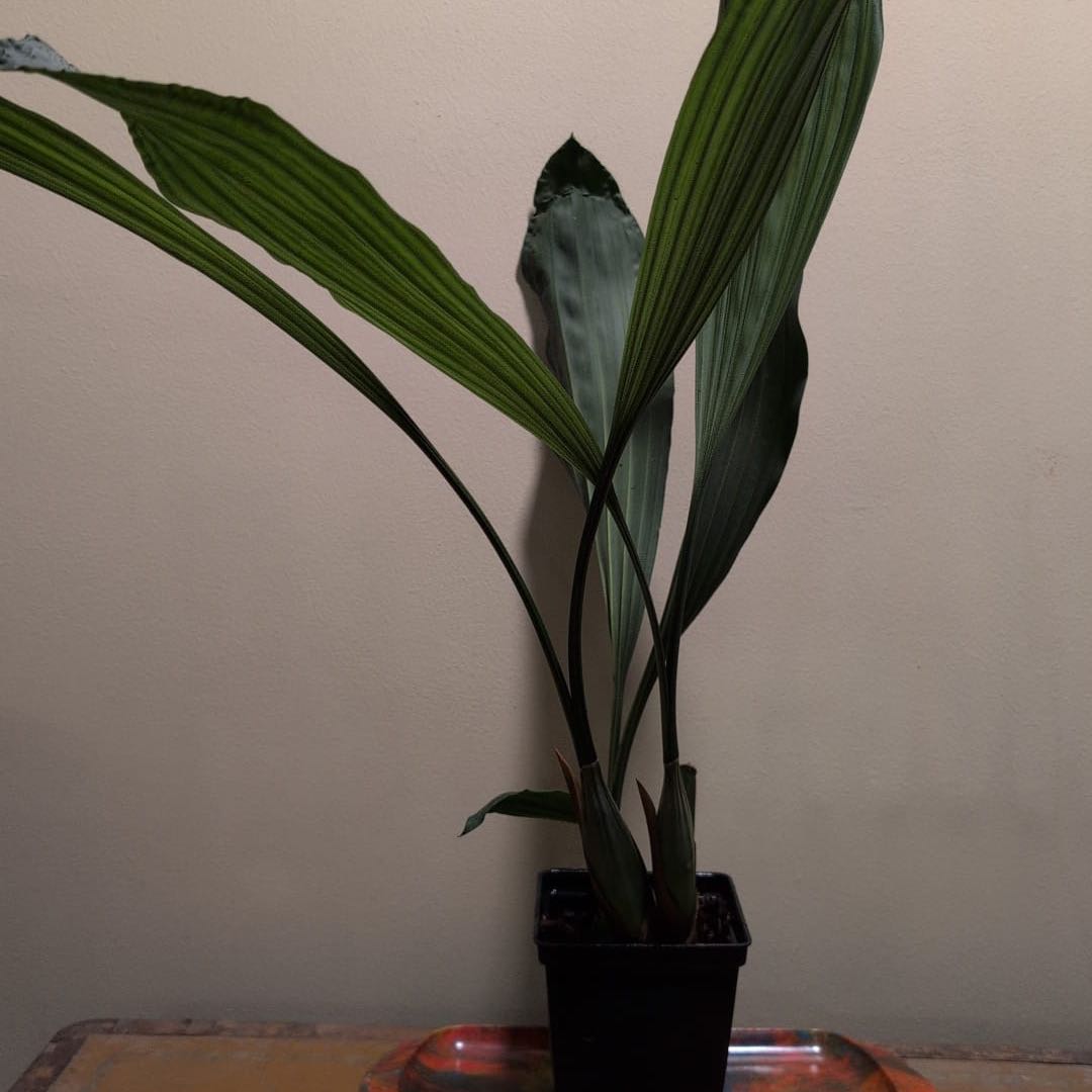 Photo of the plant species Coelogyne velutina by @ZarfRimu57 named Velutina on Greg, the plant care app