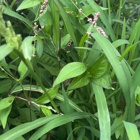 Photo of the plant species Oriental Lady's Thumb by @PluckySuncup named Beckham on Greg, the plant care app