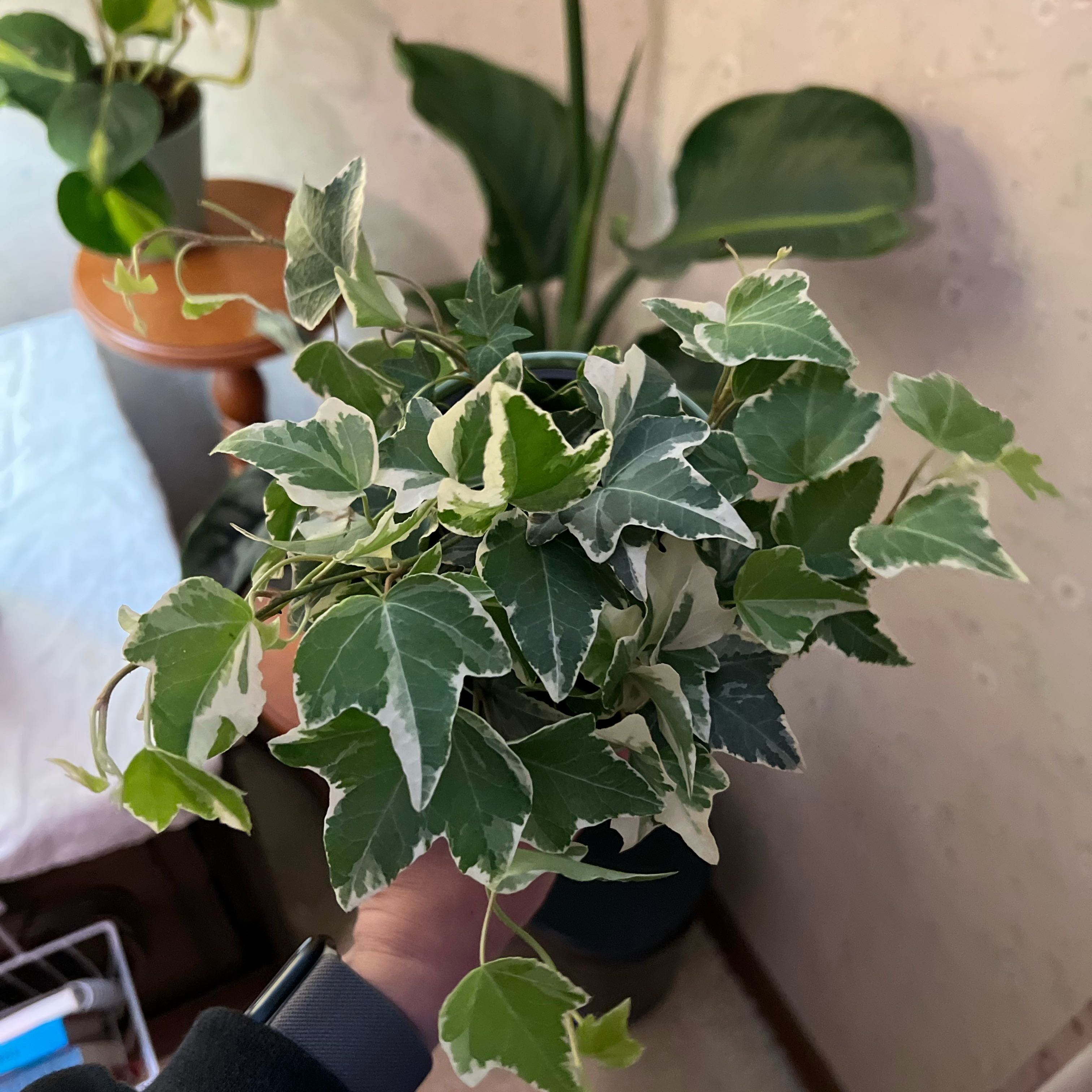 Photo of the plant species Jubilee Ivy by @WelefulPepper5 named Shakira on Greg, the plant care app