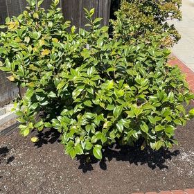 Photo of the plant species Chinese Holly by @YiftTozzia38 named Foxxy on Greg, the plant care app