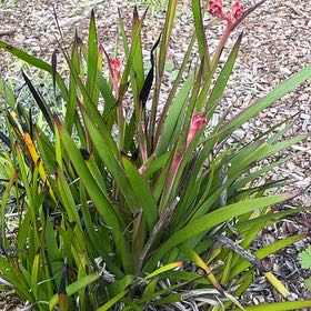 Plant care for Kangaroo Paw on Greg, the plant care app