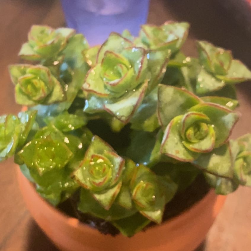 Photo of the plant species Ivory Towers Crassula by @AwaitedBacopa61 named Rose on Greg, the plant care app