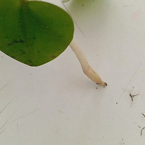 Photo of the plant species Brown Widelip Orchid by @HonestCooperi25 named Walt on Greg, the plant care app