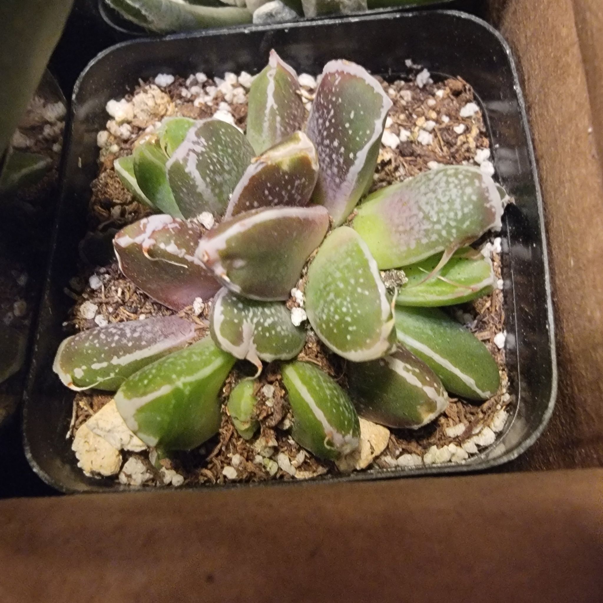 Photo of the plant species Hybrid Faumatium by @TruthfulFantasy named Homer on Greg, the plant care app