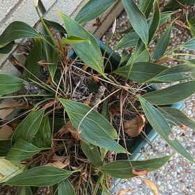 Photo of the plant species Black Anthurium by @NeatGoatwillow named Curie on Greg, the plant care app
