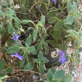 Photo of the plant species Nodding Violet by @NeatGoatwillow named Bigleef Smalls on Greg, the plant care app