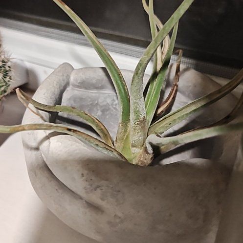 Photo of the plant species Air Plant by @TimelyElkweed named Delilah on Greg, the plant care app