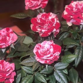 Photo of the plant species Rosa 'Henri Matisse' by @HappyCineraria named Robert Plant on Greg, the plant care app