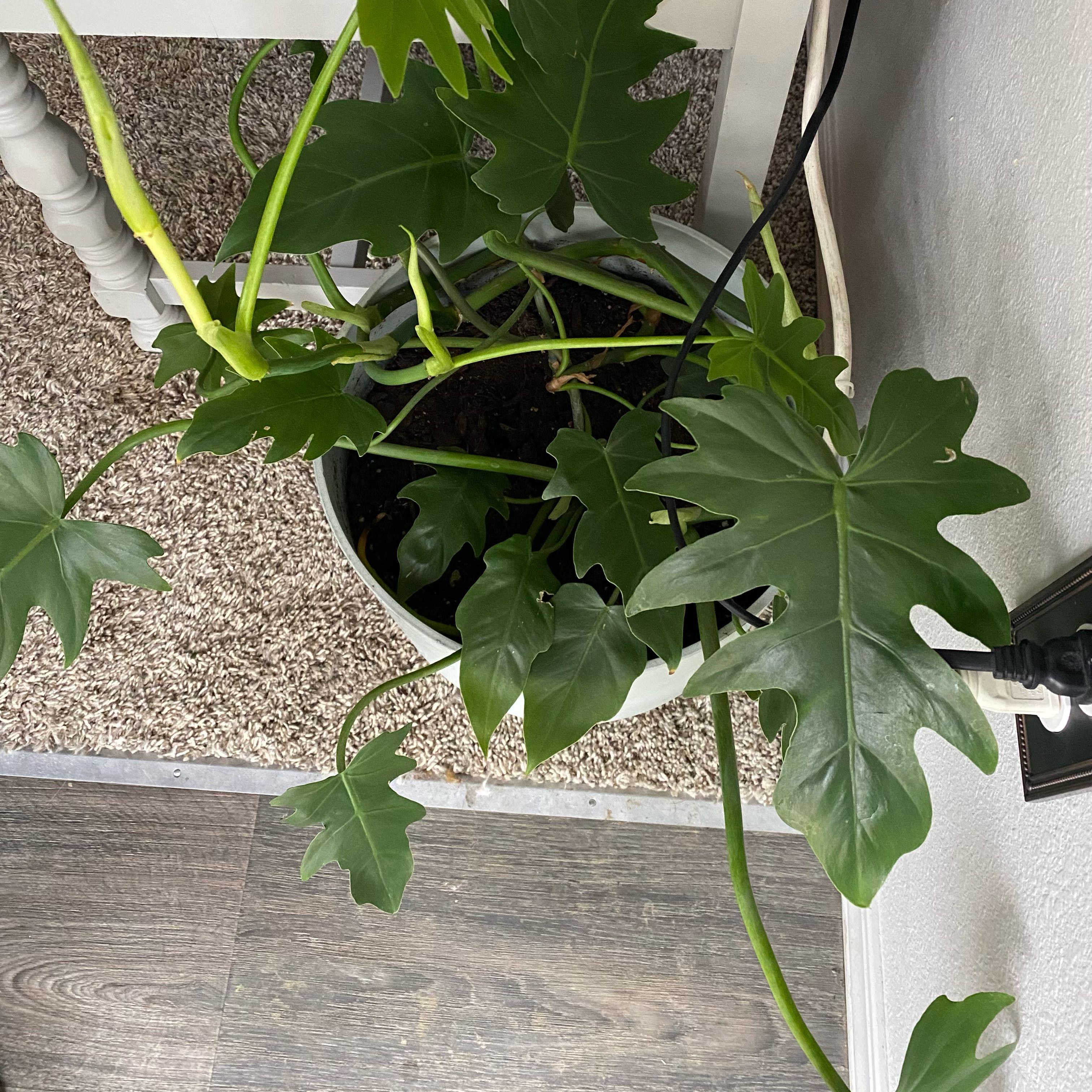Photo of the plant species Philadendron Radiatum by @BlazySusan0 named Radiatum on Greg, the plant care app